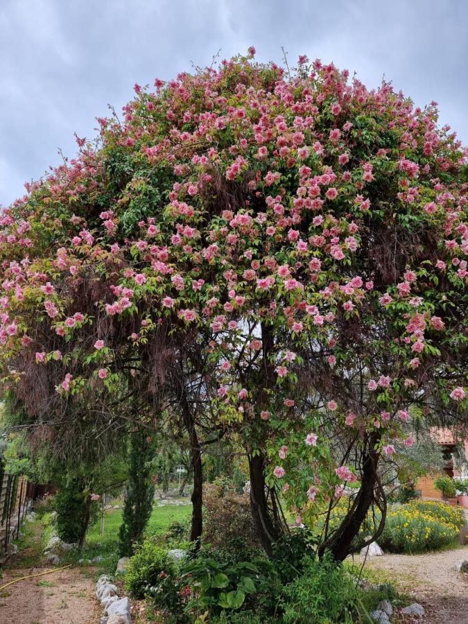 مبيت وإفطار روكفور-لا-بين Mas D'Azur المظهر الخارجي الصورة